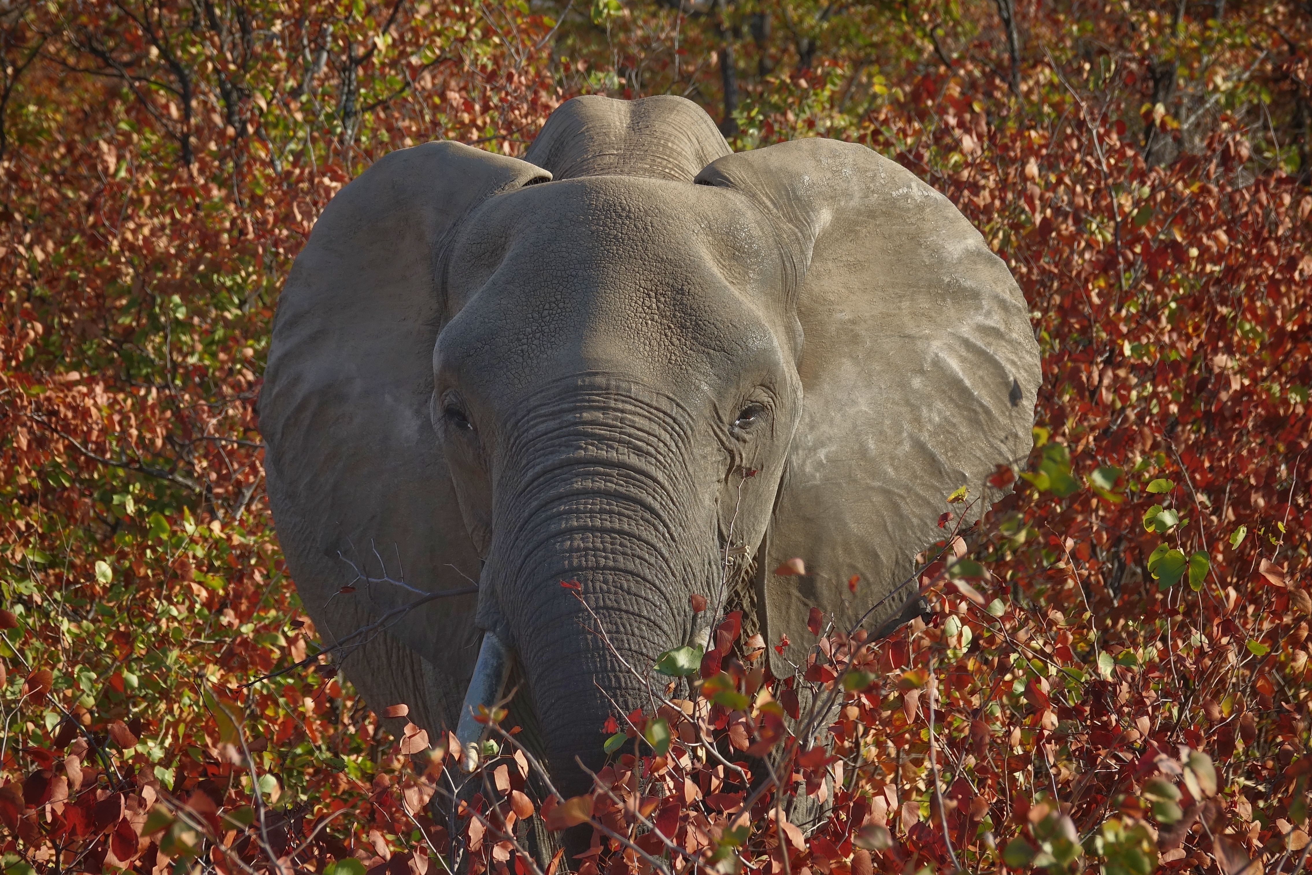 Éléphant dans la végétation